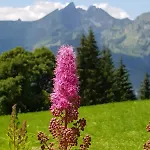 Schaidreithof * Grossarl