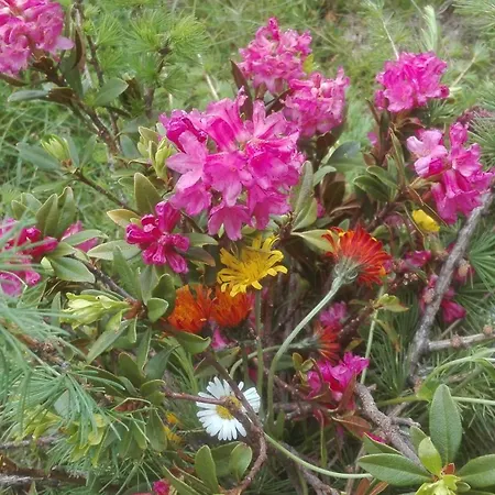 Schaidreithof * Grossarl