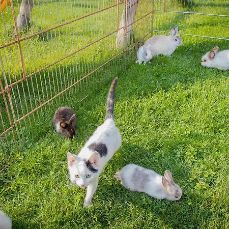 Schaidreithof Appartement