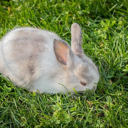 Schaidreithof Apartament Grossarl