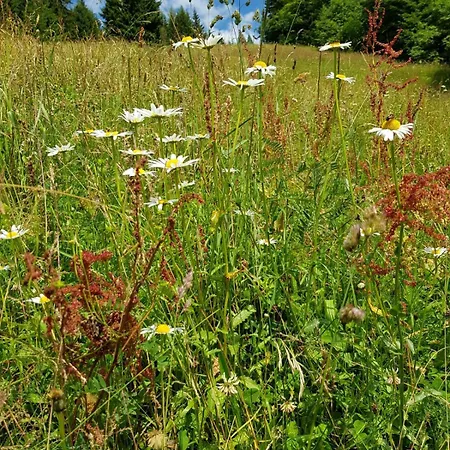 Schaidreithof Grossarl