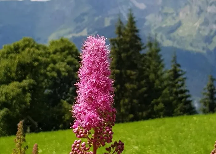 Schaidreithof * Grossarl